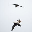 해오라기 이미지