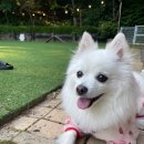 사랑스럽댕 이미지