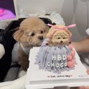 댕킷 | 강아지 첫 생일🎂/강아지케이크/강아지케이크 주문제작/생일케이크/강아지 생일파티🎊