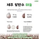 마늘 필요하신분/제주에서 이미지