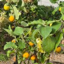 감사(김용빈) 이미지