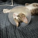 조광동물병원 이미지