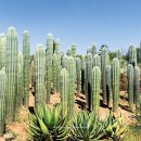 이장농장 이미지