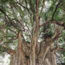 나무그늘식당 이미지