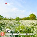 전주카페수목원 | 전주 수목원 공조팝나무 나들이 5월 여행지 가볼 만한 곳