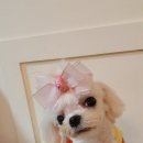 행복한 애견삽 이미지