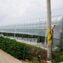 김영덕농장 이미지