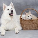 강아지보호구역 이미지