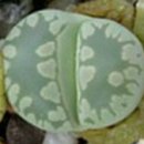 엘로우그린(Yellow green)