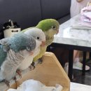 리프패럿영통 | 🦜리프패럿 영통점 방문 후기: 퀘이커 앵무새와의 행복한 시간🦜