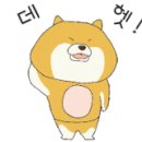 벤지애견 이미지