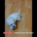 마이펫까까 이미지