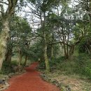 천년비자 이미지