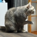 수그루밍 이미지