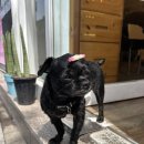 댕댕이묭실 이미지