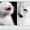 바람난강아지 이미지