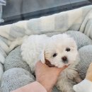 도그마루 강아지고양이 일산점 이미지