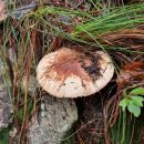 1331 | 오지산행후기(1331차) 강동부 송이산행(3) 2025.10.15(수)