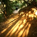 곰솔주단 이미지