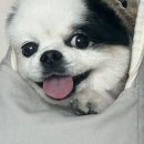 펫 클럽 이미지