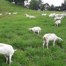 데미샘꿈그린 이미지