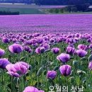 부산통일관 Daum카페