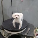 강남애니펫샵 이미지