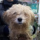 펫 앤 쉘터 동물병원 이미지