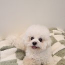 허니애견 이미지