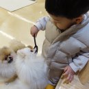 아이라이크펫 이미지