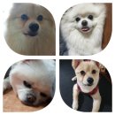 여기서 이쁘게 미용하개 네이버블로그