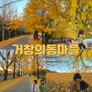 의동 | 거창 의동마을 실시간 은행나무 단풍 주차까지