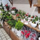 더리본(주)더파티아이 목화점 | 전대꽃집 가든파티 에서 크리스마스 꽃다발 여기어때