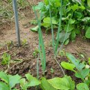 원소농장 이미지