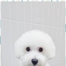 몽이 애견샵 이미지