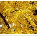 장양초등학교 이미지