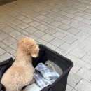 롯데애견 이미지