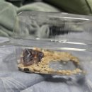 11260-1-18-43 | [인천] 도마뱀 4마리 집사의 도마뱀 분양샵 추천 후기