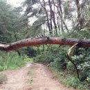 영심농장 이미지