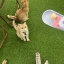 브룩스캣슬 이미지