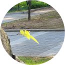 박곡1리마을회관 | 영천 고인돌 / 경산/고령 당산나무 - 칠성바위. 왕버들. 회화나무