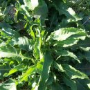 자연과 건강(산야초 이야기) 이미지