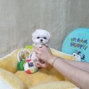 강아지 똥 이미지