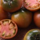 토마토인터넷 이미지