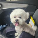 야옹아멍멍해봐 리딩샵 이미지