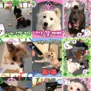 케어독 하우스 이미지