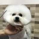 아름켄넬 이미지