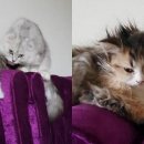 그루밍스토리 이미지