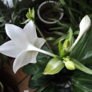 유카리스 이미지