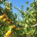 초아농원 이미지